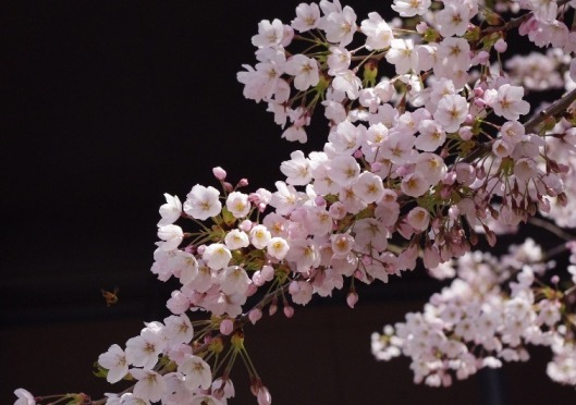 Great is Your faithfulness